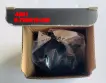 03L965561 Engine Parts Auxiliary Water Pump for AUDI A5, SEAT EXEO ST (3R5)